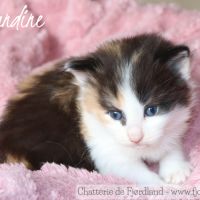 4 magnifiques chatons norvégiens loof à réserver #7