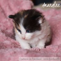 4 magnifiques chatons norvégiens loof à réserver #8