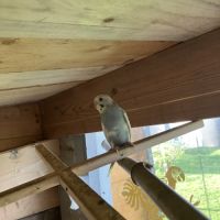 Perruche ondulée 2025 #1