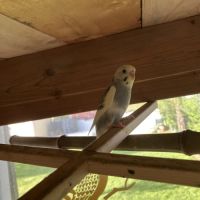 Perruche ondulée 2025