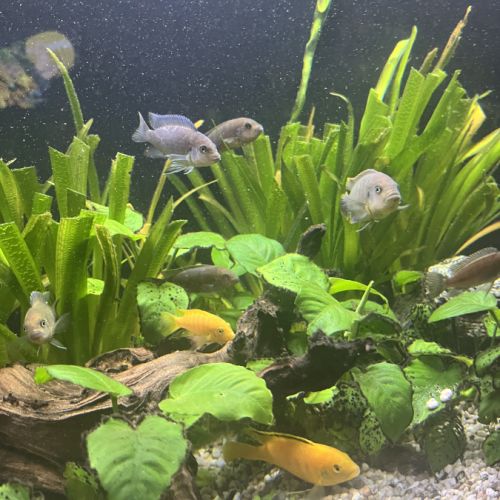 Malawi tous âges multi couleur #4