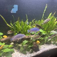 Malawi tous âges multi couleur #1