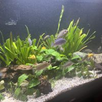 Malawi tous âges multi couleur #2