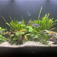 Malawi tous âges multi couleur #0