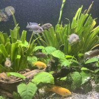 Malawi tous âges multi couleur #4