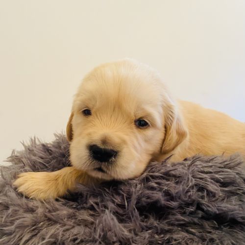 Chiots golden retriever lof #2