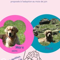 Chiots golden retriever lof #1