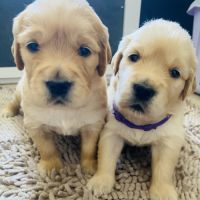 Chiots golden retriever lof #0