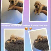 Chiots golden retriever lof #4