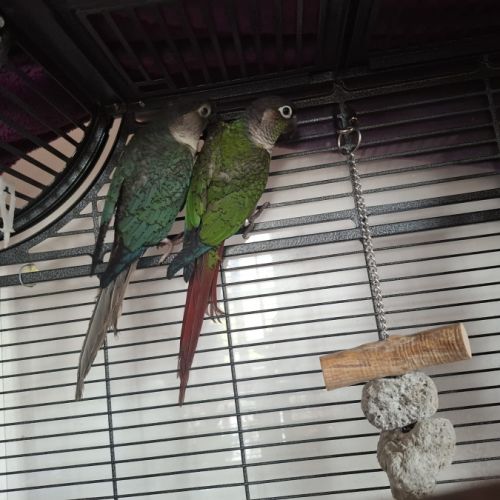2 magnifique conure #2