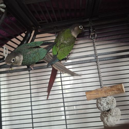 2 magnifique conure #3