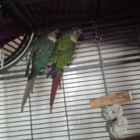 2 magnifique conure #2