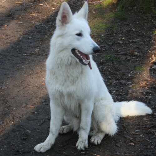 Saillie berger blanc suisse