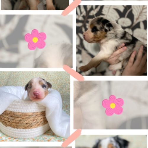 Berger australien lof #4