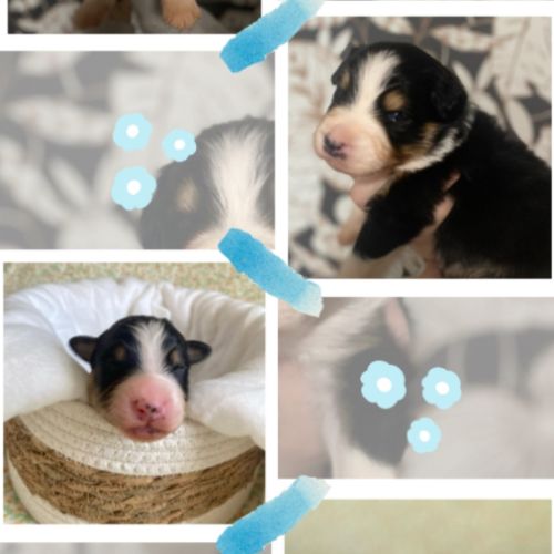 Berger australien lof #7