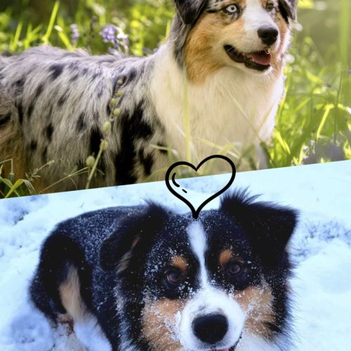 Berger australien lof #9