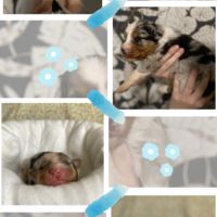 Berger australien lof #2