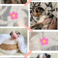 Berger australien lof #4