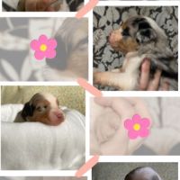 Berger australien lof #5