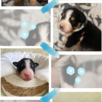 Berger australien lof #7