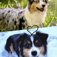 Berger australien lof #9