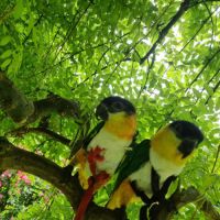 Caïque a tête noir #1