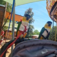 Caïque a tête noir #0