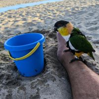 Caïque a tête noir #3