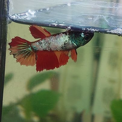 Femelles betta half moon #2