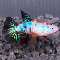 Femelles betta half moon #0