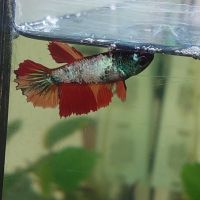 Femelles betta half moon #2