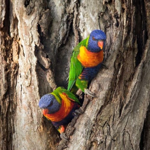 Loriquet arc en ciel eam avec papier