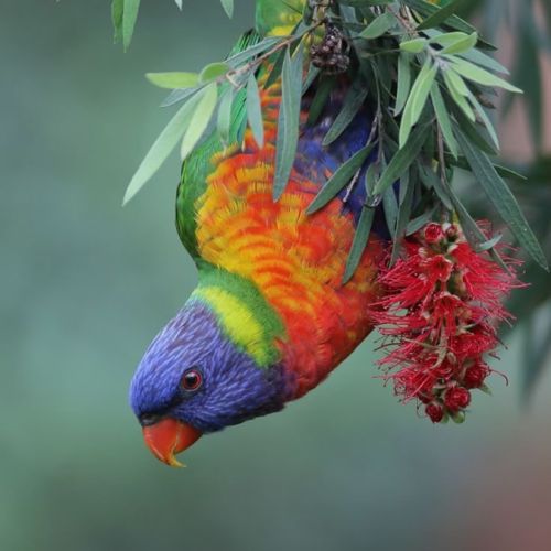 Loriquet arc en ciel eam avec papier #2