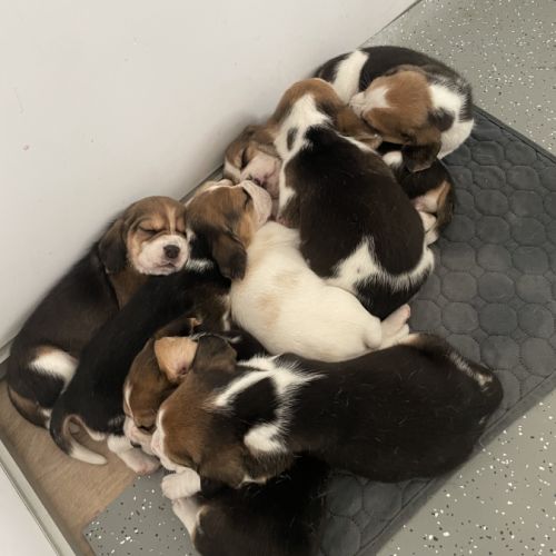 Chiots beagle lof #1