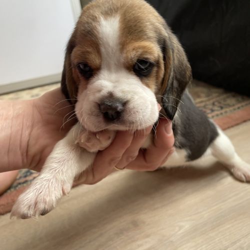 Chiots beagle lof #2