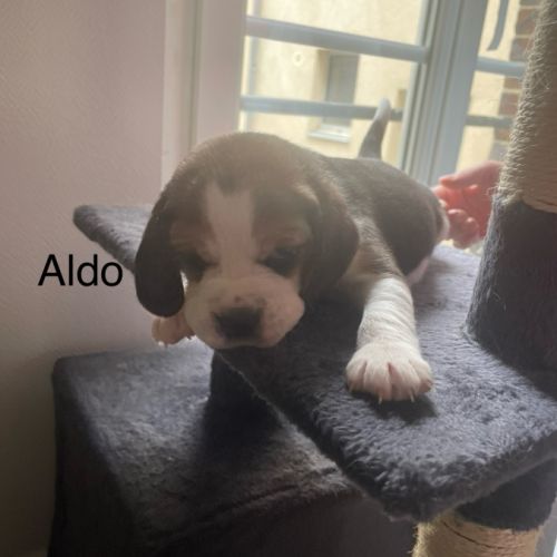 Chiots beagle lof #5