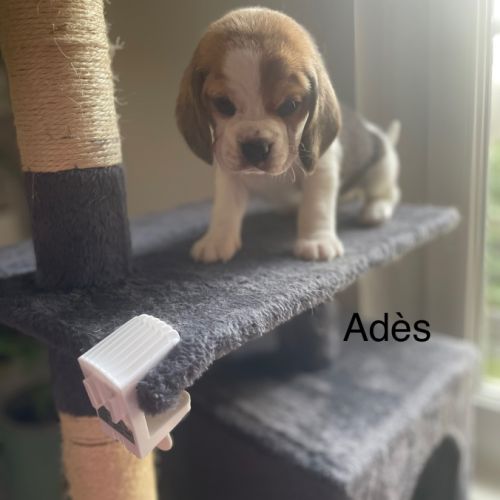 Chiots beagle lof #6