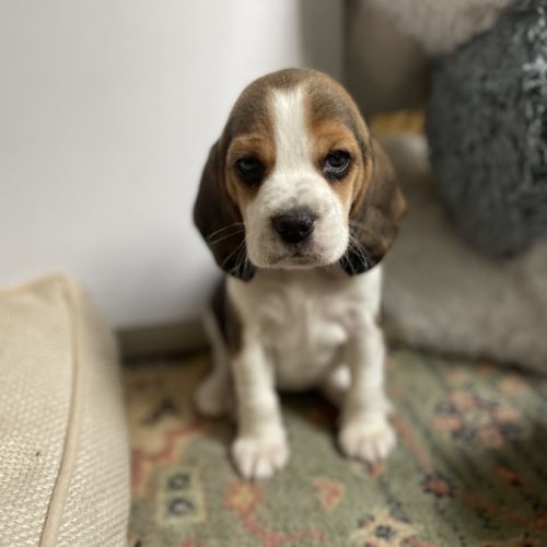 Chiots beagle lof #8