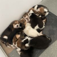 Chiots beagle lof #1