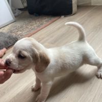 Chiots beagle lof #3