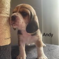 Chiots beagle lof #4