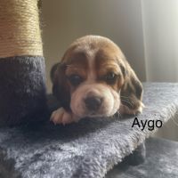 Chiots beagle lof #7