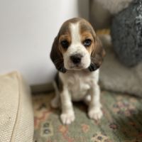 Chiots beagle lof #8