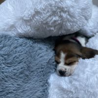 Chiots beagle lof #0