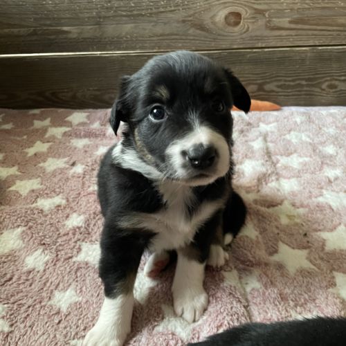 Jolie border collie femelle #1