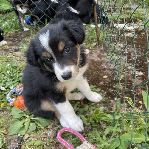 Jolie border collie femelle #4