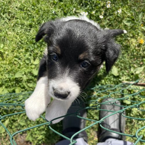 Jolie border collie femelle #5