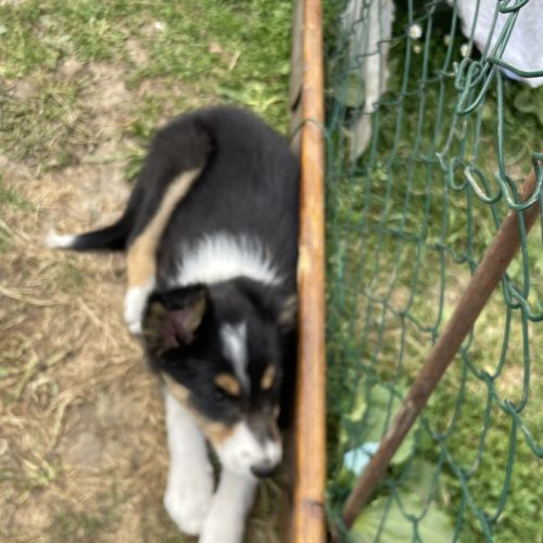 Jolie border collie femelle #7