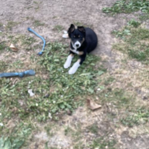 Jolie border collie femelle #8