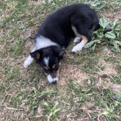 Jolie border collie femelle #9